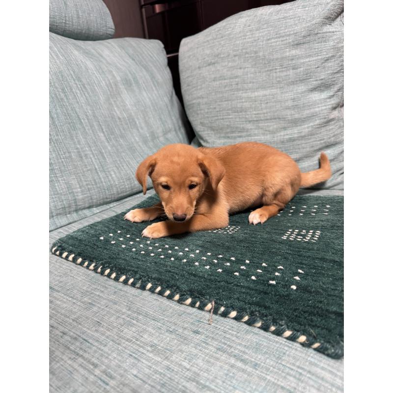 販売中の岡山県のミックス犬-422956の5枚目