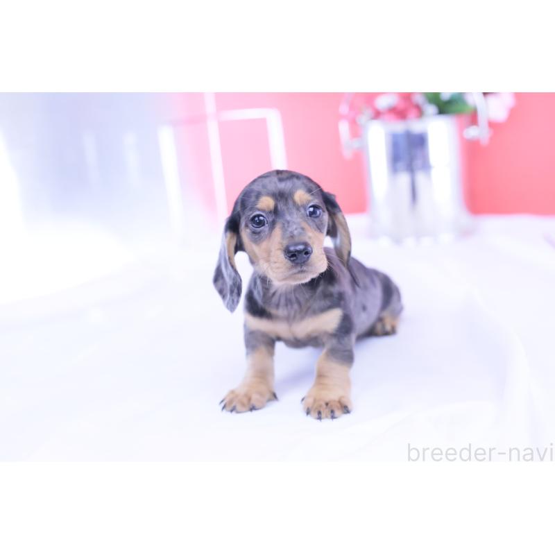 成約済の愛知県のカニンヘンダックスフンド(スムースヘアード)-426209の4枚目