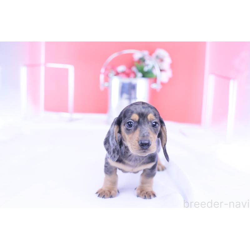 成約済の愛知県のカニンヘンダックスフンド(スムースヘアード)-426209の3枚目