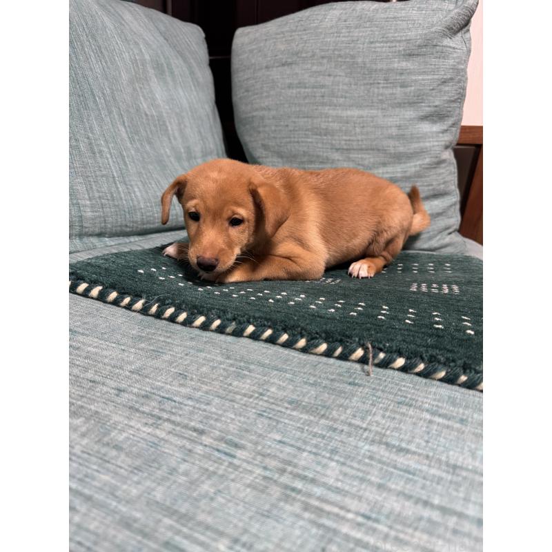 販売中の岡山県のミックス犬-422956の4枚目