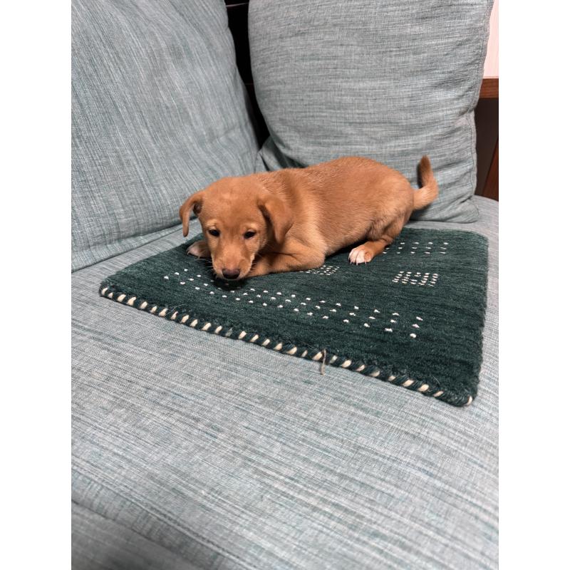 販売中の岡山県のミックス犬-422956の3枚目