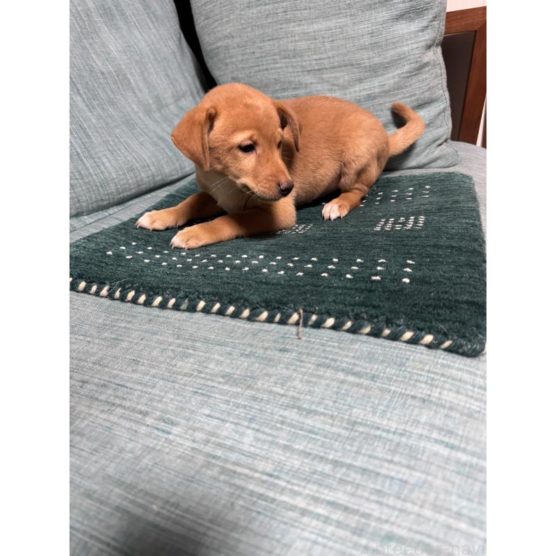 販売中の岡山県のミックス犬-422956の2枚目