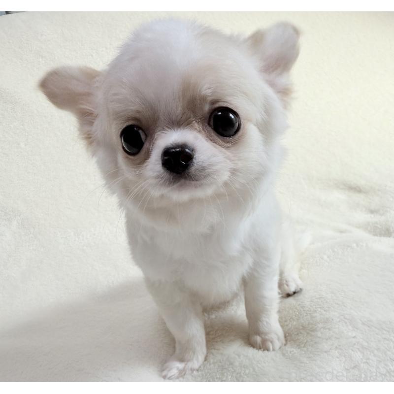 成約済の大阪府のチワワ(ロングコート)-426327