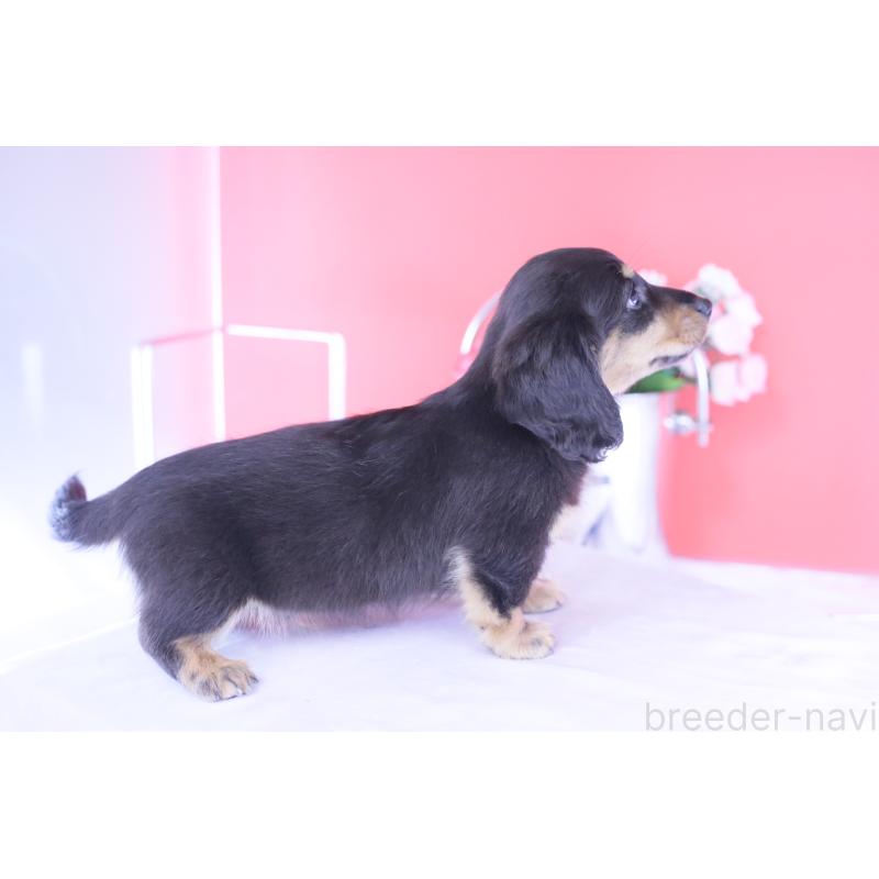 成約済の愛知県のカニンヘンダックスフンド(ロングヘアード)-426214の13枚目