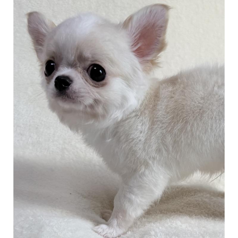 成約済の大阪府のチワワ(ロングコート)-426327の6枚目