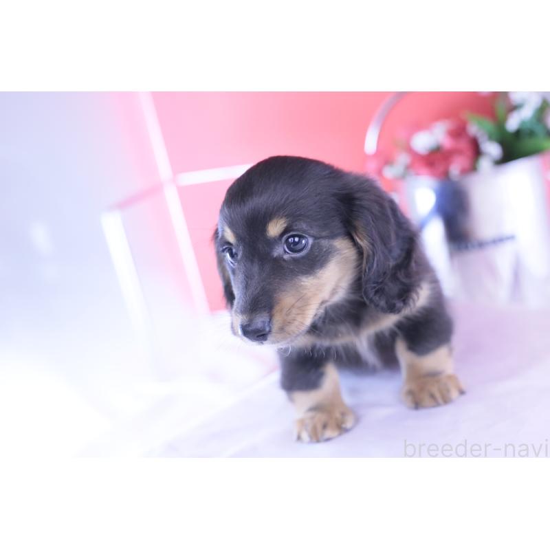 成約済の愛知県のカニンヘンダックスフンド(ロングヘアード)-426214の12枚目