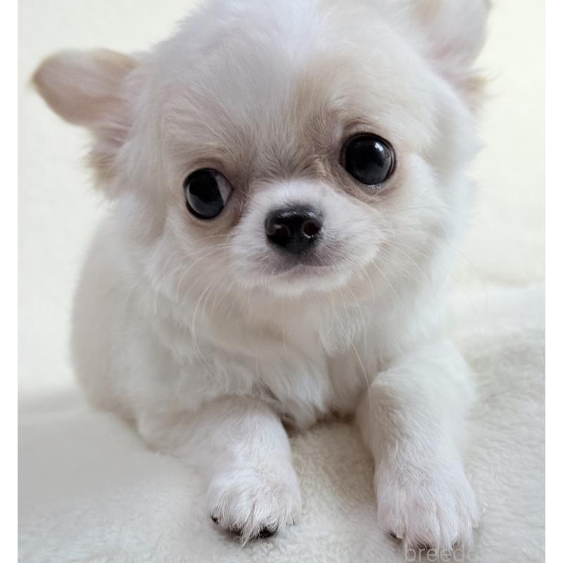 成約済の大阪府のチワワ(ロングコート)-426327の4枚目