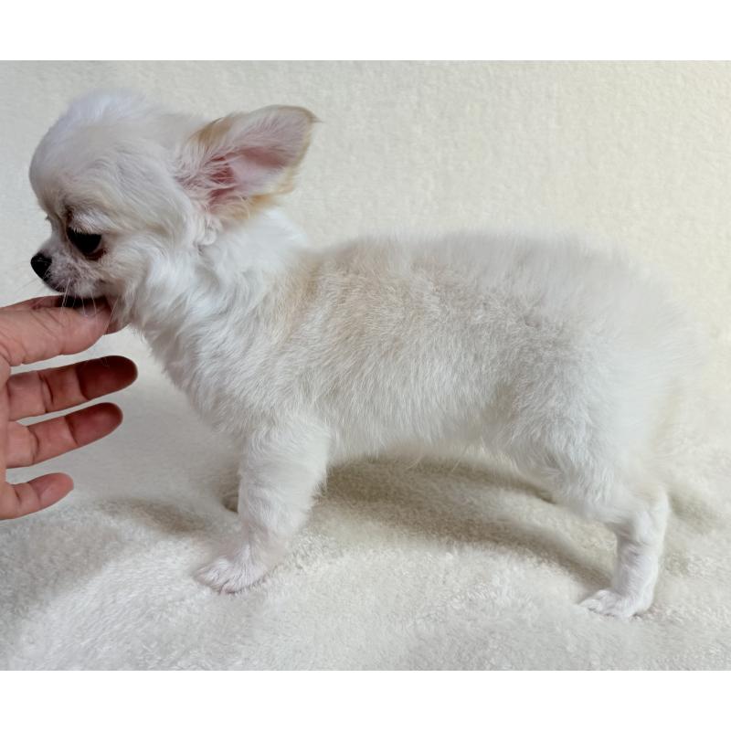 成約済の大阪府のチワワ(ロングコート)-426327の2枚目