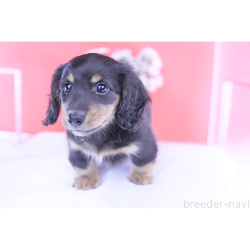 成約済の愛知県のカニンヘンダックスフンド(ロングヘアード)-426214の8枚目