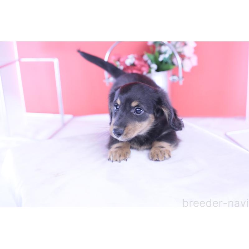 成約済の愛知県のカニンヘンダックスフンド(ロングヘアード)-426214の6枚目