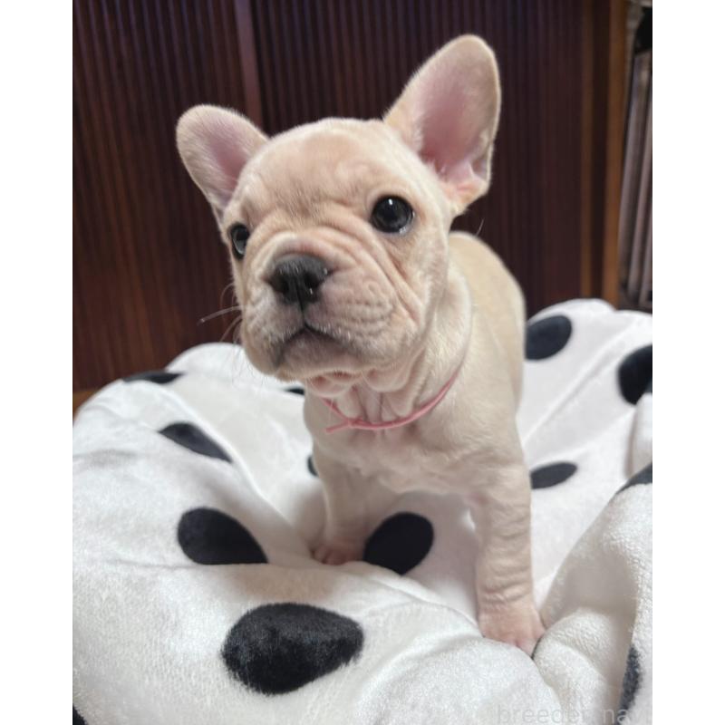 販売中の三重県のフレンチブルドッグ-431050