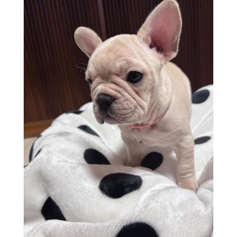 販売中の三重県のフレンチブルドッグ-431050の4枚目