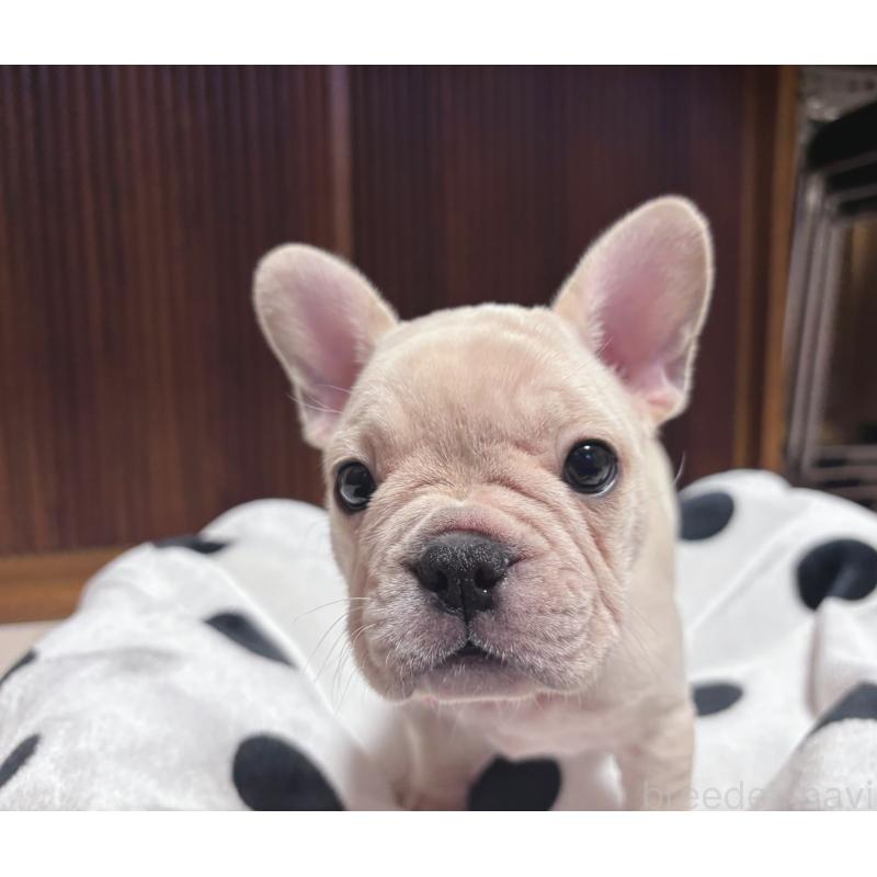 販売中の三重県のフレンチブルドッグ-431050の2枚目