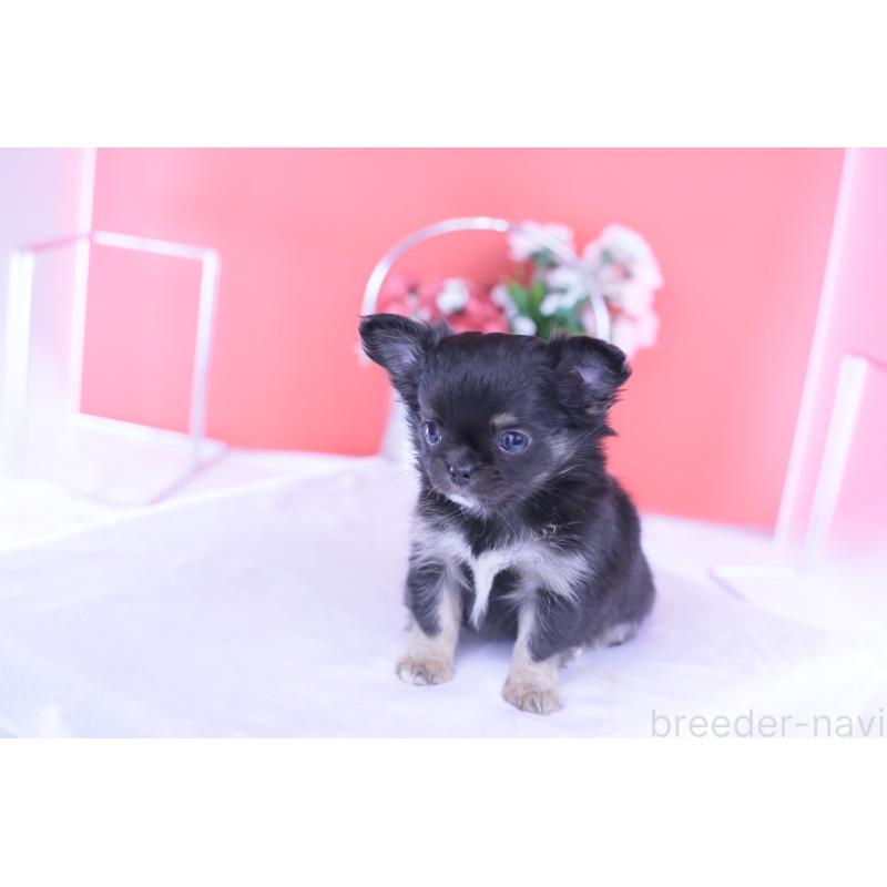 販売中の愛知県のチワワ(ロングコート)-426221の16枚目