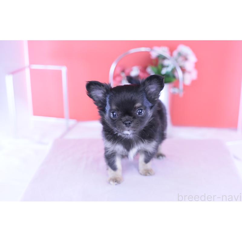 販売中の愛知県のチワワ(ロングコート)-426221の12枚目