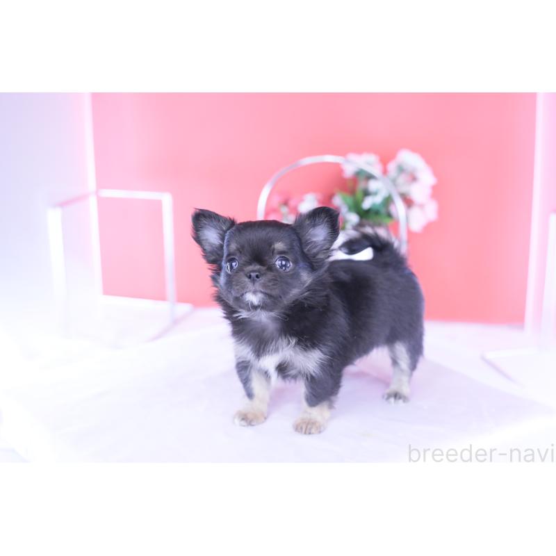 販売中の愛知県のチワワ(ロングコート)-426221の9枚目