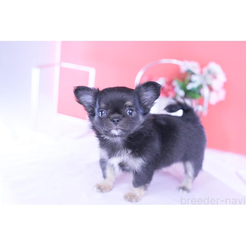 販売中の愛知県のチワワ(ロングコート)-426221の7枚目