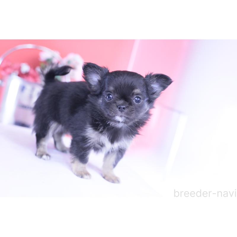 販売中の愛知県のチワワ(ロングコート)-426221の6枚目