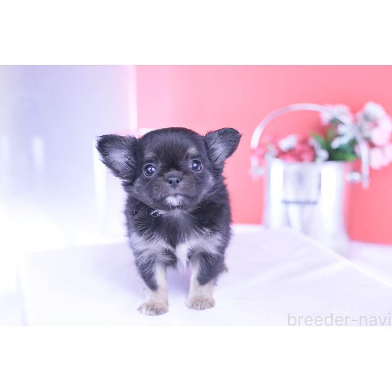 販売中の愛知県のチワワ(ロングコート)-426221の4枚目