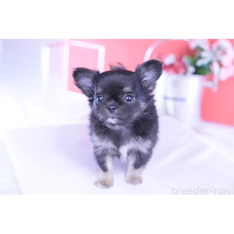 販売中の愛知県のチワワ(ロングコート)-426221の3枚目