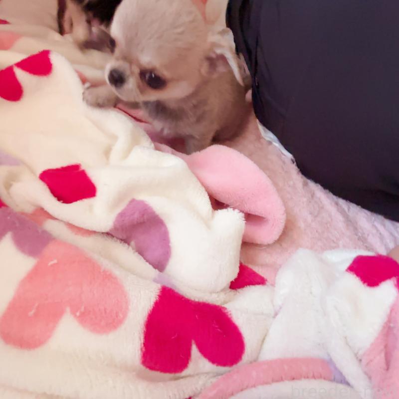 成約済の香川県のチワワ(スムースコート)-429835の9枚目