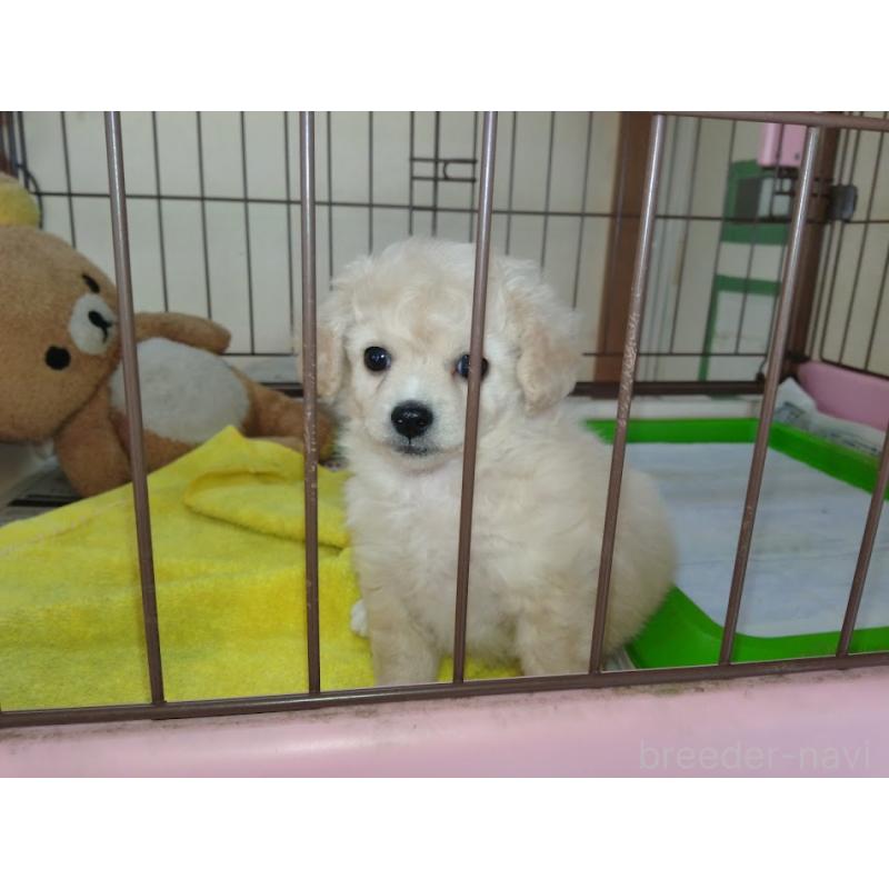 成約済の福岡県のミックス犬-423766の5枚目