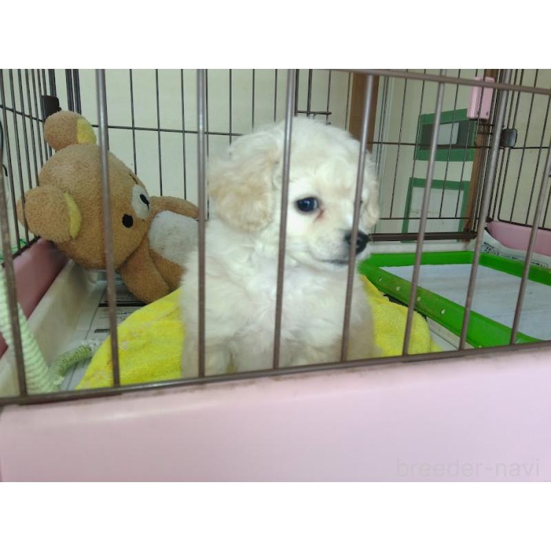 成約済の福岡県のミックス犬-423766の4枚目