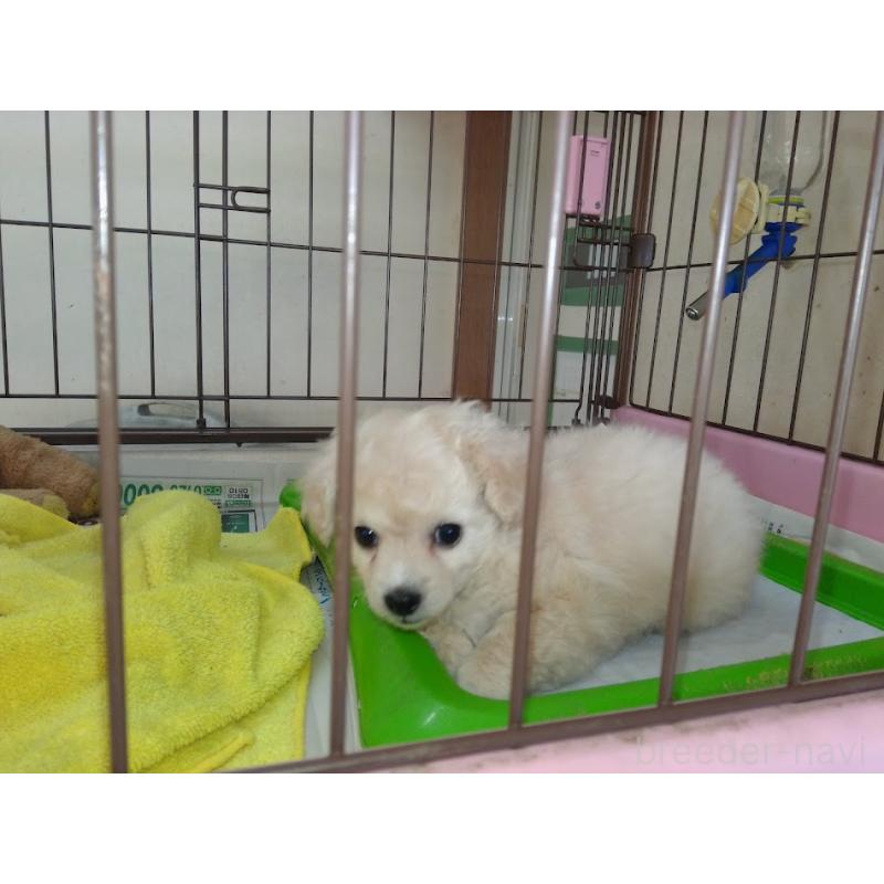 成約済の福岡県のミックス犬-423766の3枚目