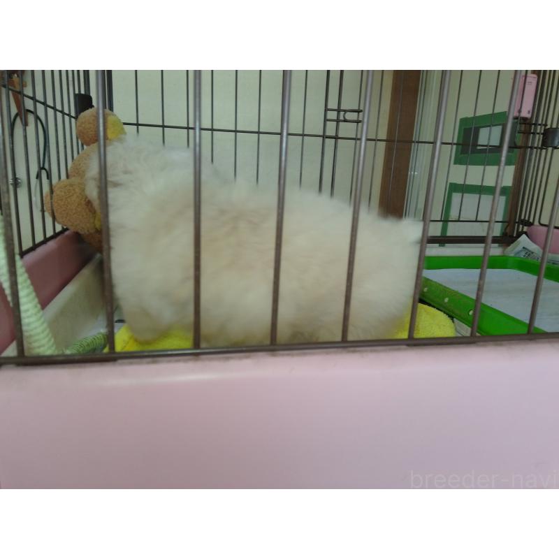 成約済の福岡県のミックス犬-423766の2枚目