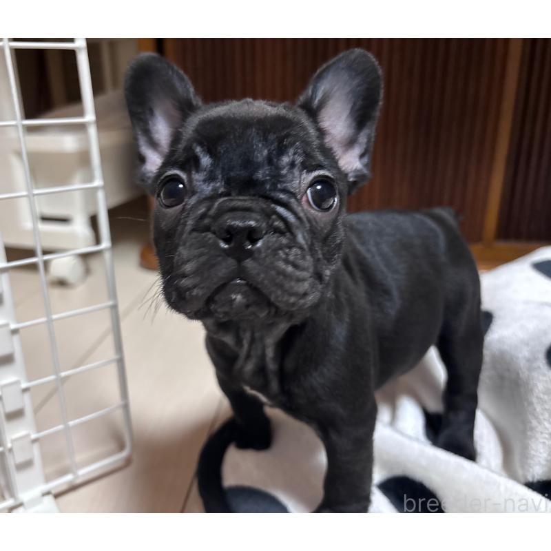 販売中の三重県のフレンチブルドッグ-431051