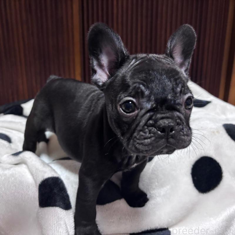 販売中の三重県のフレンチブルドッグ-431051の4枚目