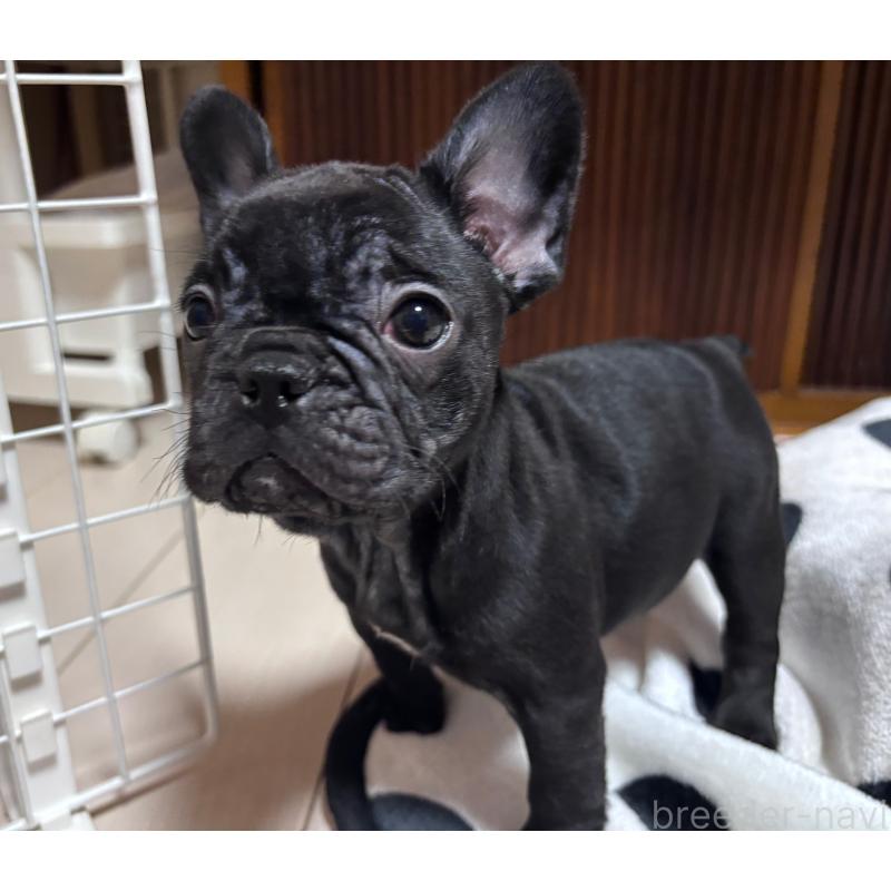 販売中の三重県のフレンチブルドッグ-431051の3枚目