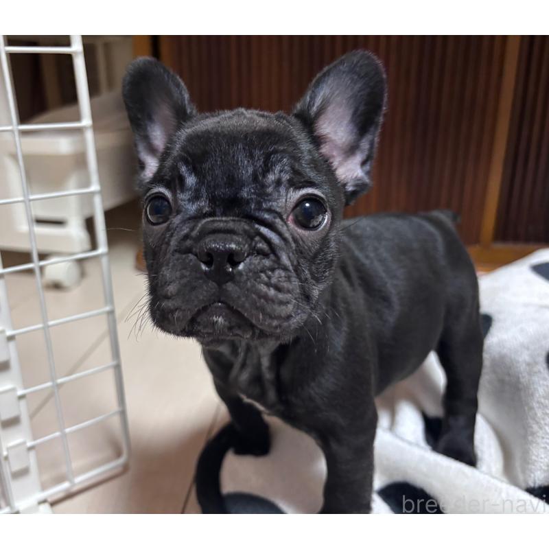 販売中の三重県のフレンチブルドッグ-431051の2枚目