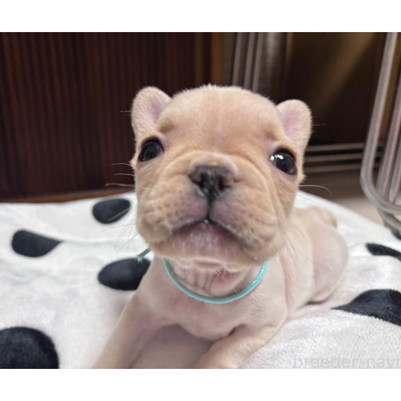 販売中の三重県のフレンチブルドッグ-431053の5枚目