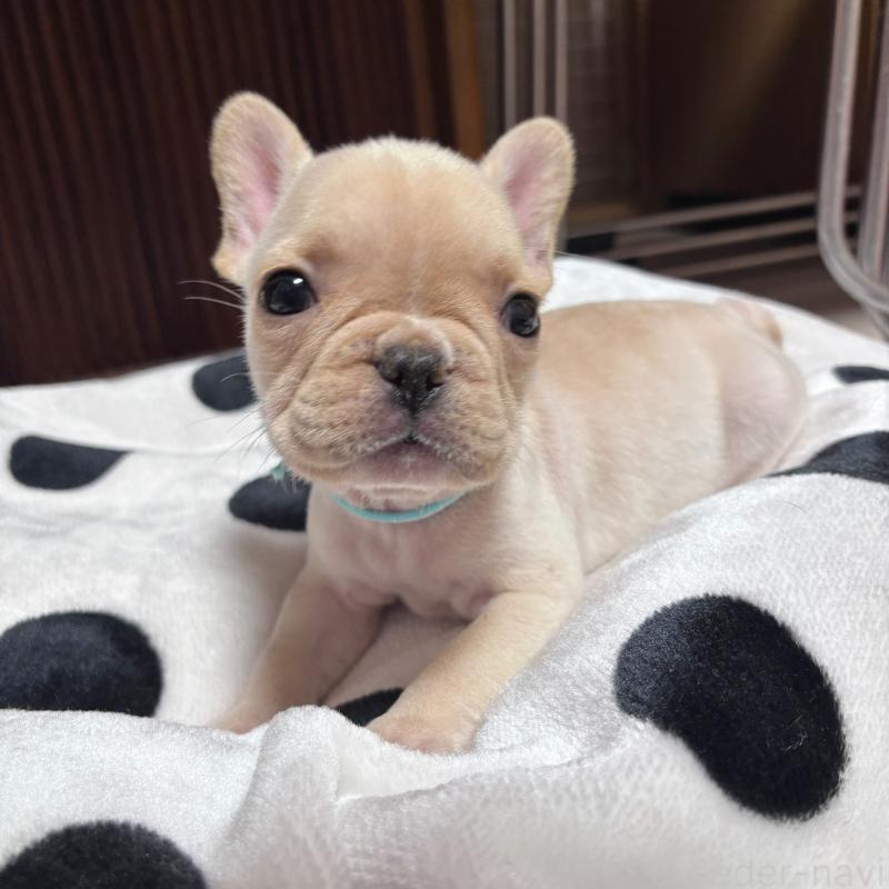 販売中の三重県のフレンチブルドッグ-431053の4枚目