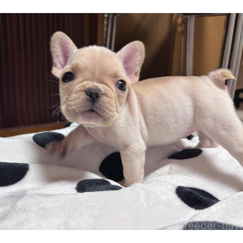 販売中の三重県のフレンチブルドッグ-431053