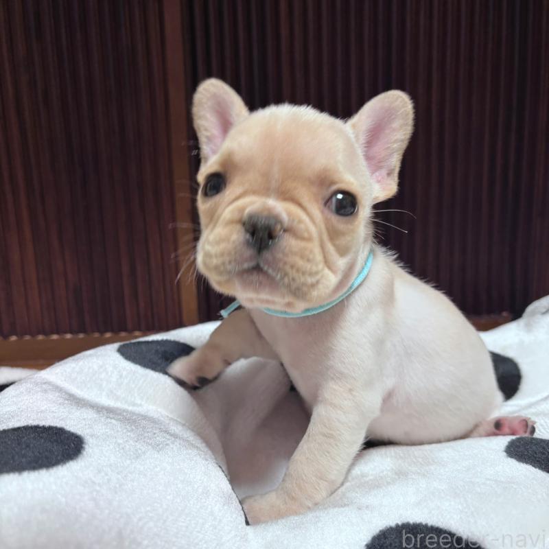 販売中の三重県のフレンチブルドッグ-431053の3枚目