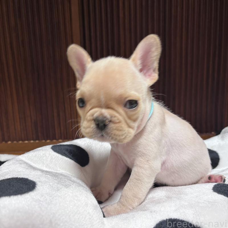 販売中の三重県のフレンチブルドッグ-431053の2枚目
