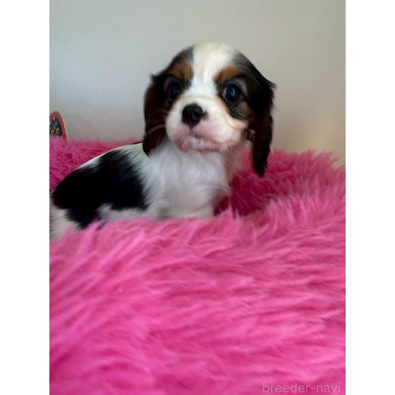 販売中の福岡県のキャバリアキングチャールズスパニエル-427550の5枚目