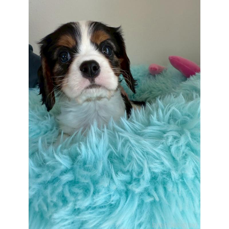 販売中の福岡県のキャバリアキングチャールズスパニエル-427534の5枚目
