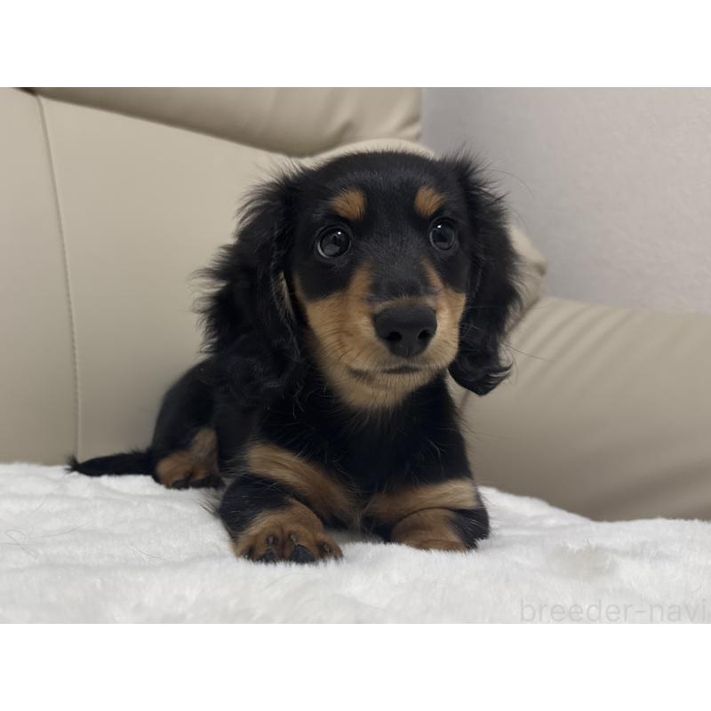 販売中の栃木県のミニチュアダックスフンド(ロングヘアード)-416073の4枚目