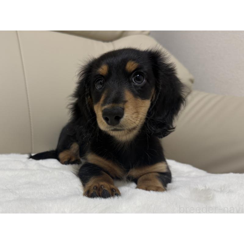 販売中の栃木県のミニチュアダックスフンド(ロングヘアード)-416073の3枚目