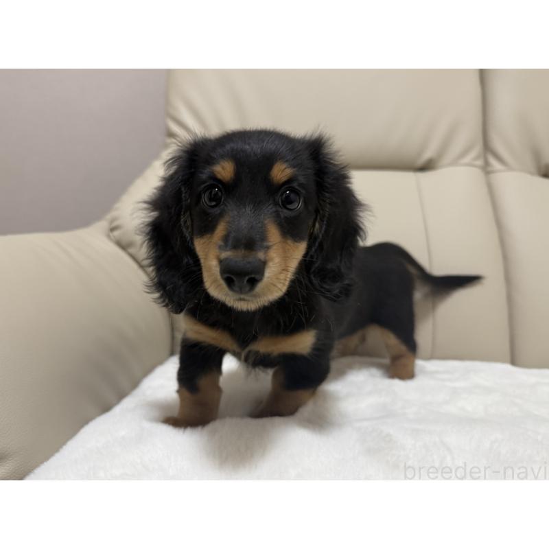 販売中の栃木県のミニチュアダックスフンド(ロングヘアード)-416073の2枚目