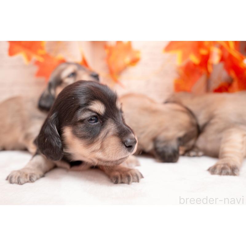 販売中の静岡県のカニンヘンダックスフンド(ロングヘアード)-424548の15枚目