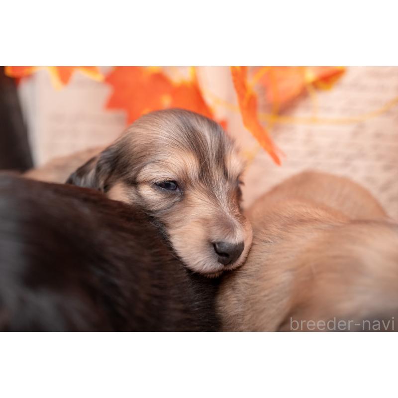 販売中の静岡県のカニンヘンダックスフンド(ロングヘアード)-424548の14枚目
