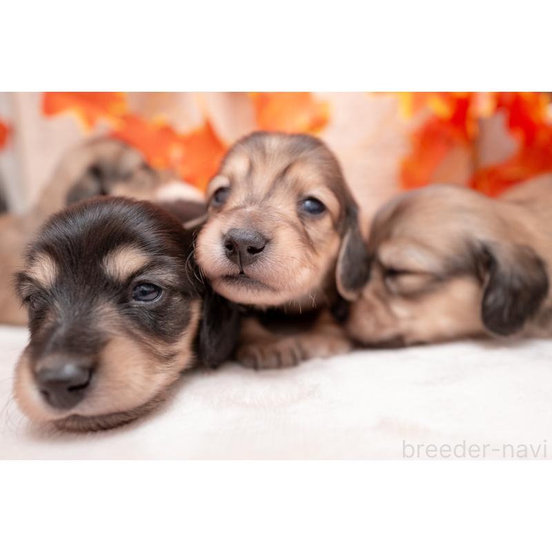 販売中の静岡県のカニンヘンダックスフンド(ロングヘアード)-424548の12枚目