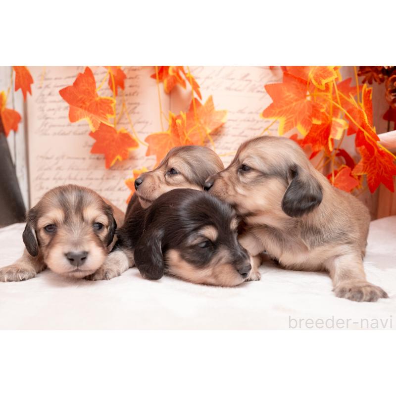 販売中の静岡県のカニンヘンダックスフンド(ロングヘアード)-424548の11枚目