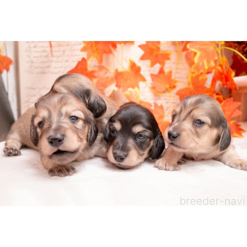 販売中の静岡県のカニンヘンダックスフンド(ロングヘアード)-424548の9枚目