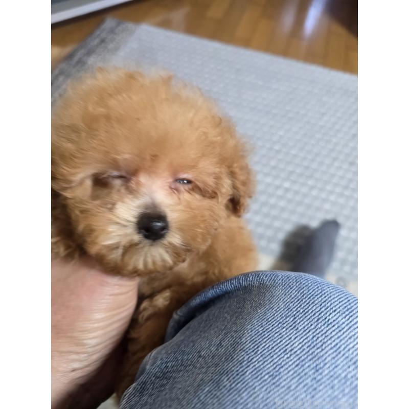 販売中の埼玉県のティーカッププードル-431056の17枚目
