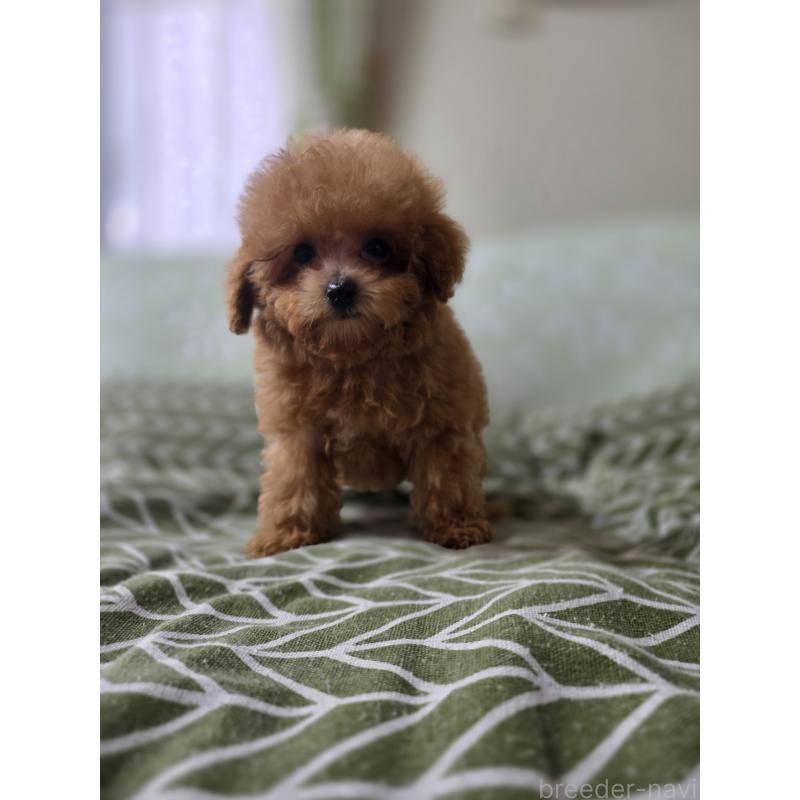 販売中の埼玉県のティーカッププードル-431056の13枚目